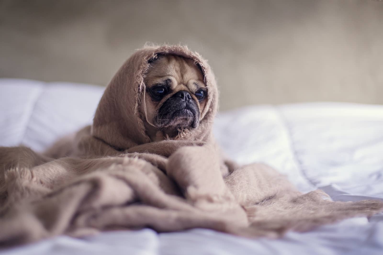 Choosing the Right Blanket for Your Frenchie