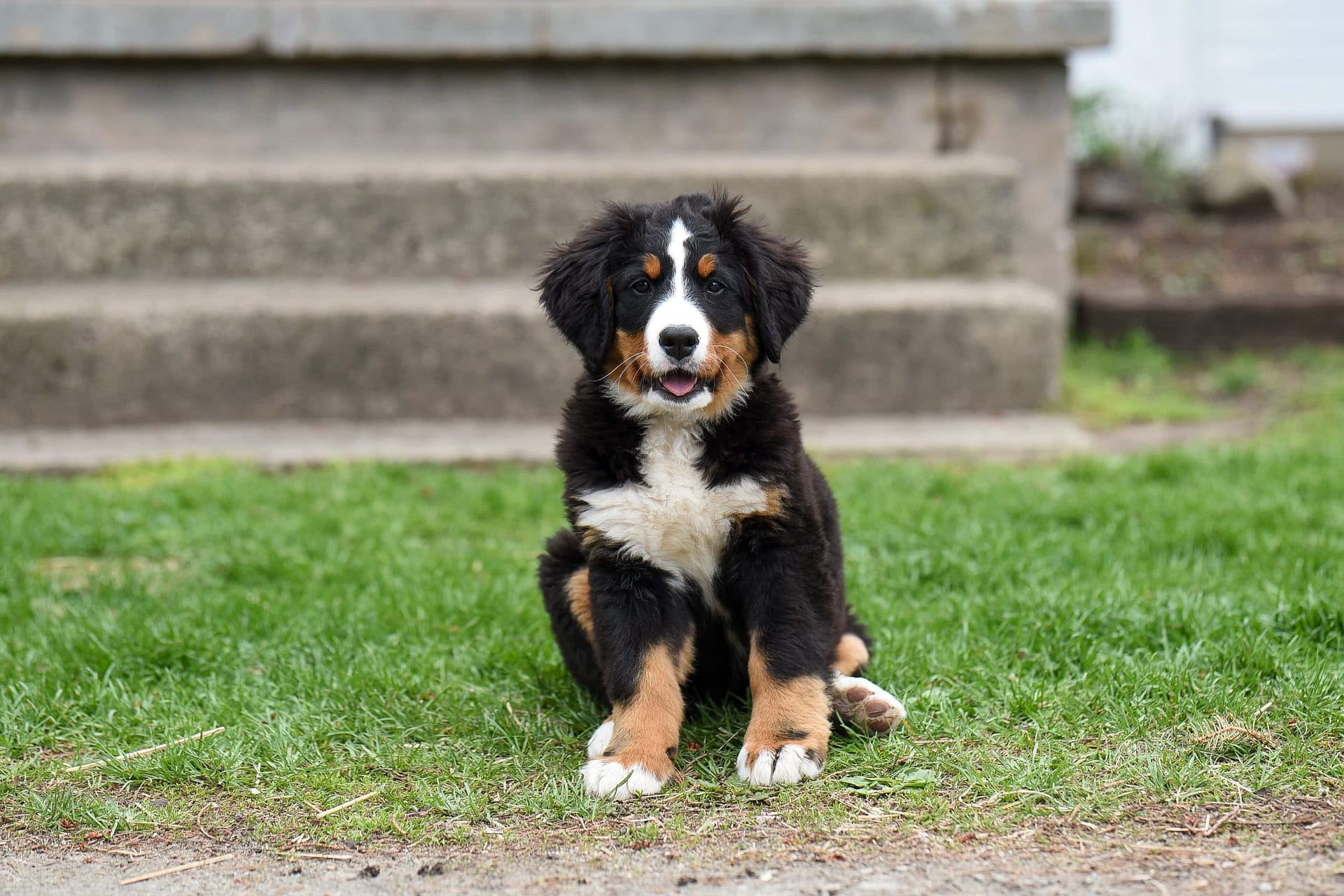 Bernese Mountain Dog Husky Mix , dog for adoption , adopting a dog , bonevoyagedogrescue