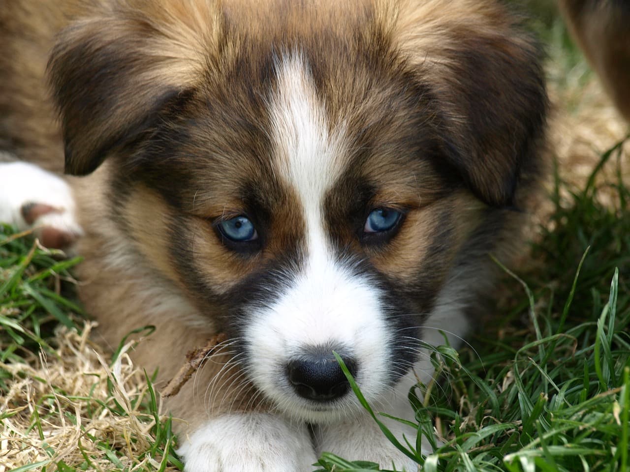 dogs with blue eyes , dog adoption , bonevoyagedogrescue