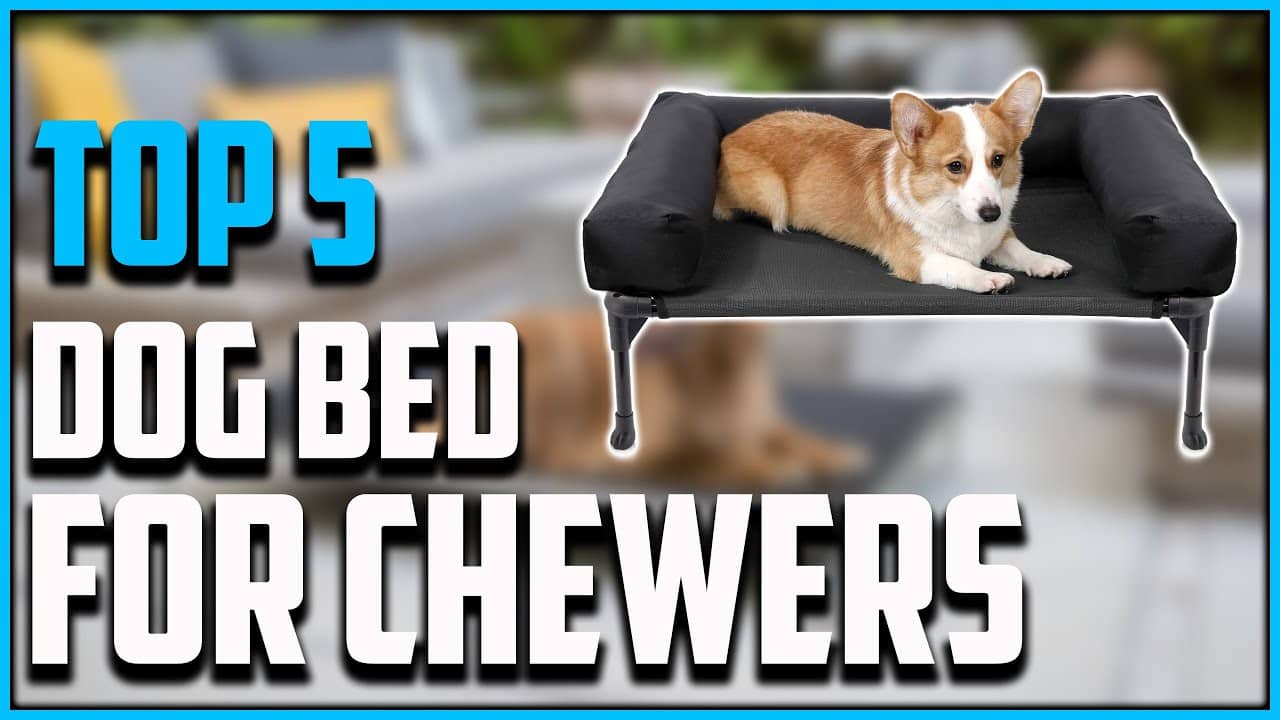 Best pet outlet bed for chewers