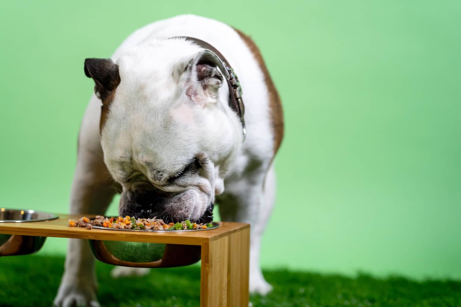 white and brown english bulldog on brown wooden table with vdog food