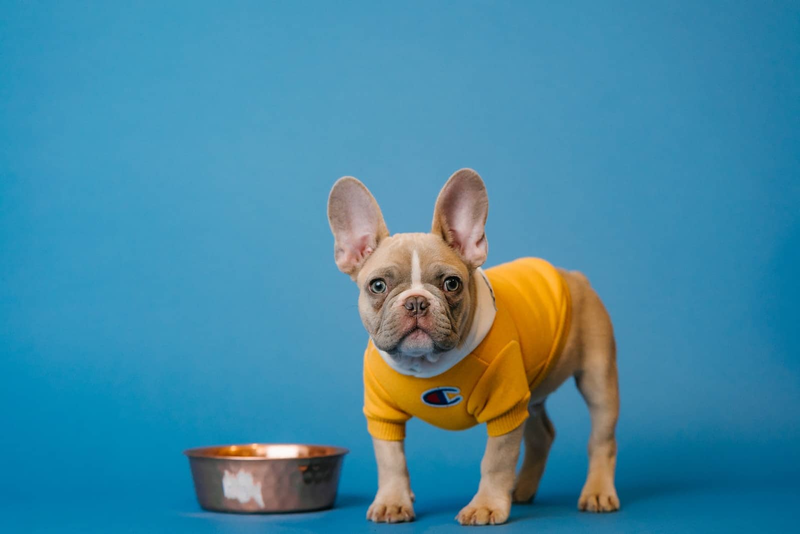 brown french bulldog in yellow shirt holding blue ceramic mug vdog food