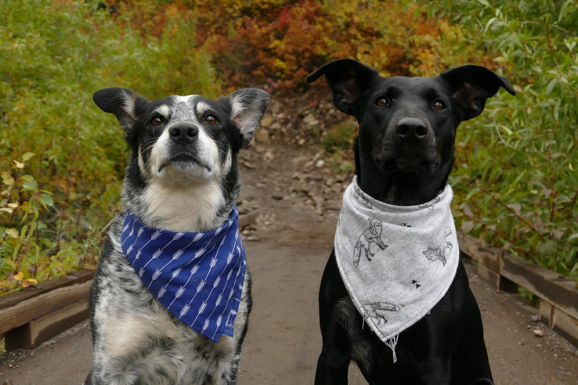 big brother dog bandana , dog adoption , adopting a dog , bonevoyagedogrescue