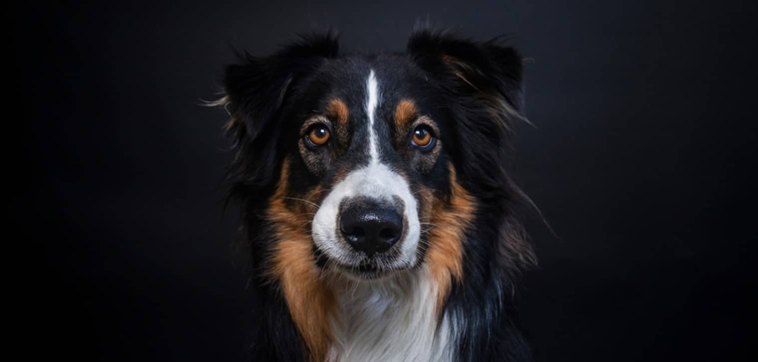 son los border collies vocales