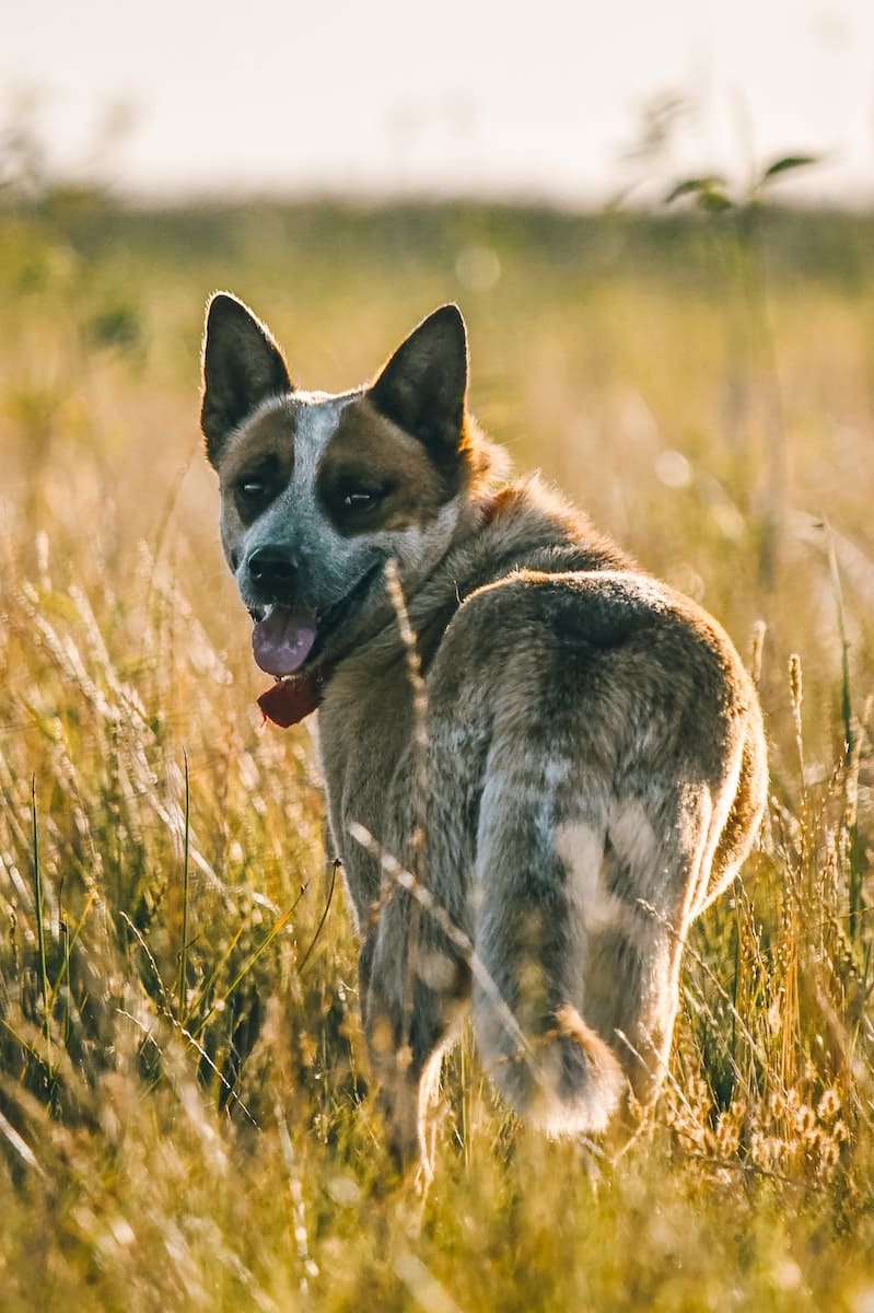 Foto de enfoque selectivo de un perro de ganado australiano en hierba verde