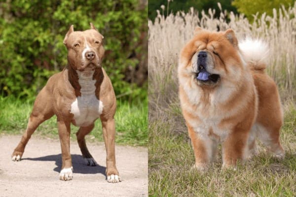 Can A Chow Chow Beat A Pitbull 