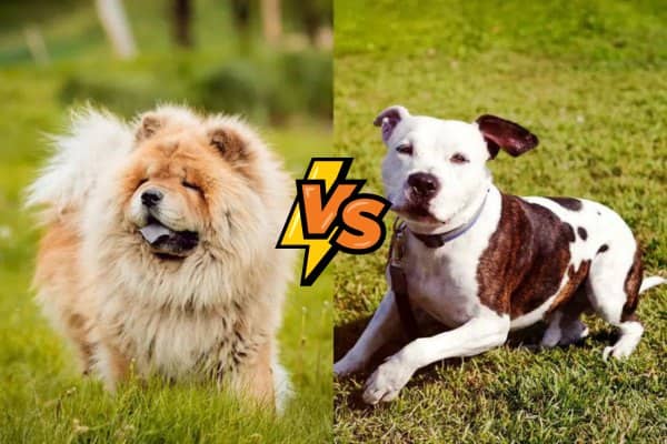 Can A Chow Chow Beat A Pitbull 