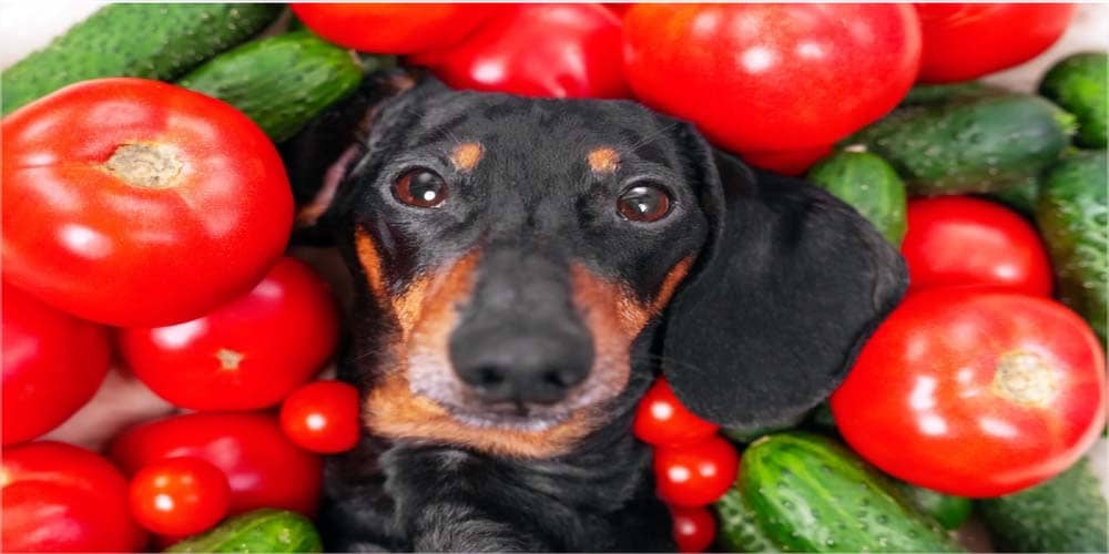 Can Dogs Eat Tomatoes