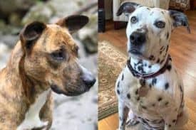 Mountain Cur and Pitbull Mix