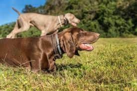 Weimaraner German Shepherd Mix