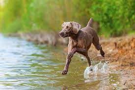 Weimaraner Golden Retriever Mix