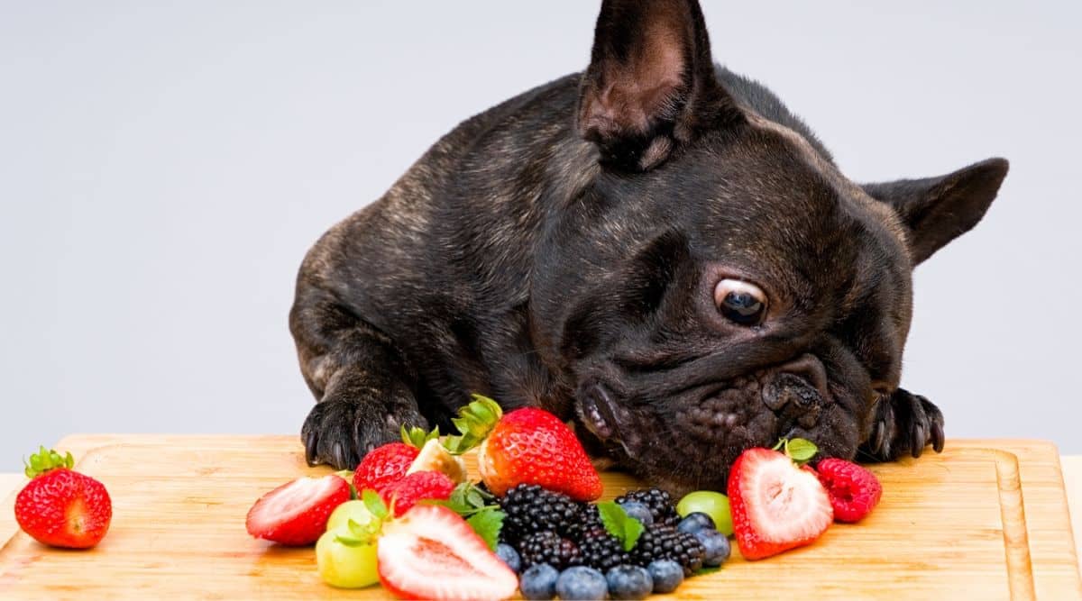Can Dogs Eat Cauliflower