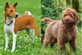 Basenji And Poodle Mix