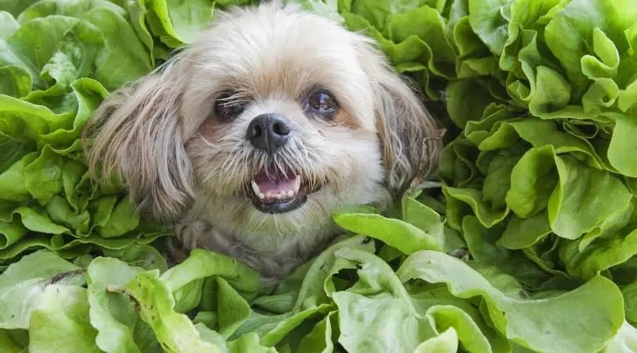 Can Dogs Eat Lettuce