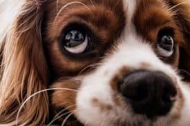 Puppy-dog Eyes