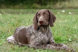 German Shorthaired Pointer