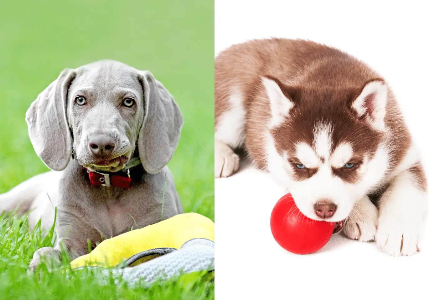 Weimaraner Husky Mixes