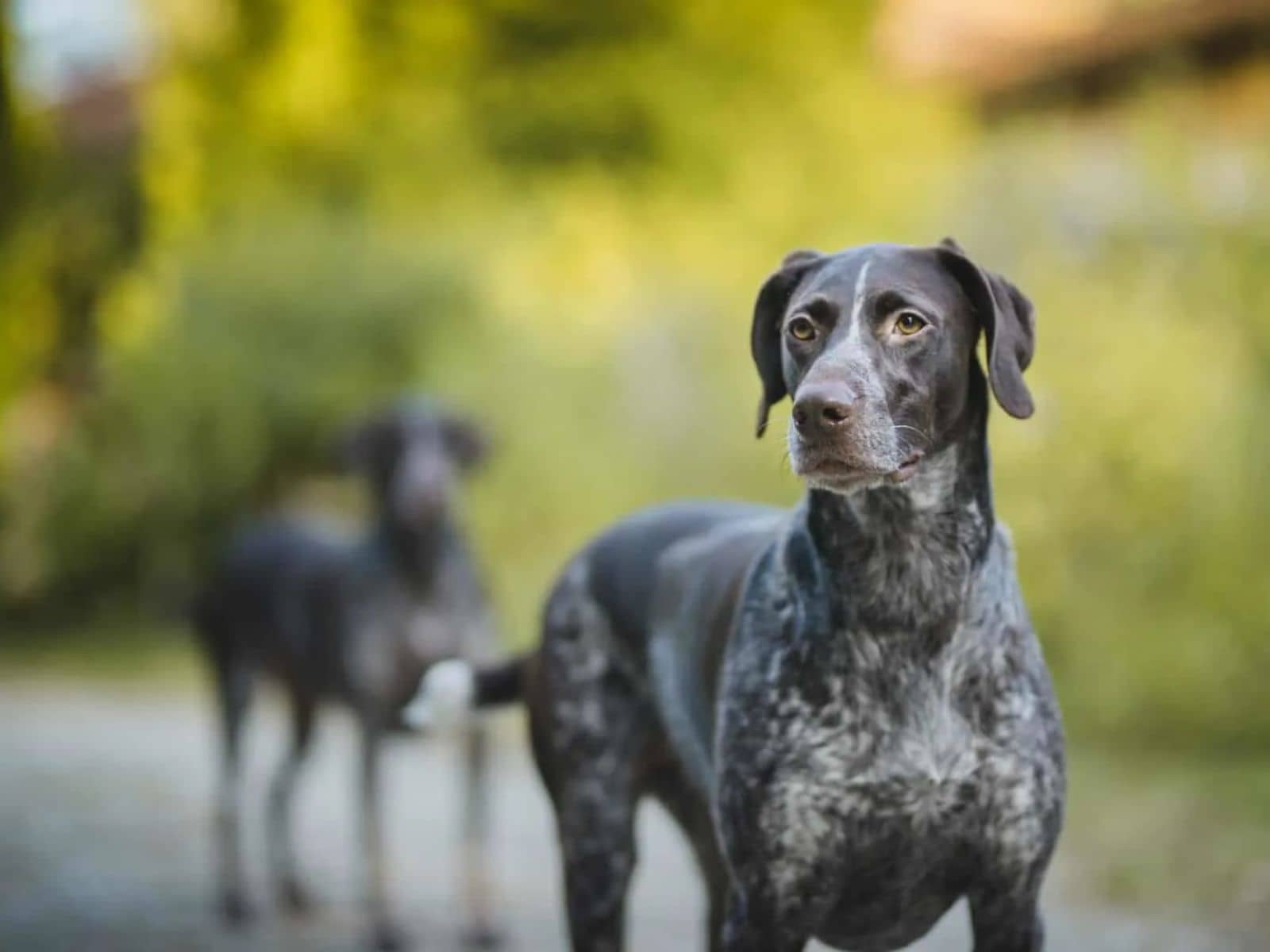 German shorthair shops cat