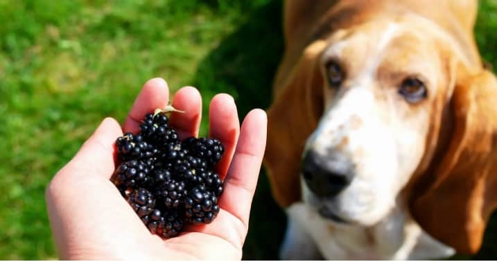 dogs eat blackberries, can dogs eat blackberries, dogs , benefits , how many blackberries should i give my dog, how to prepare blackberries for dogs, potential risks of eating blackberries