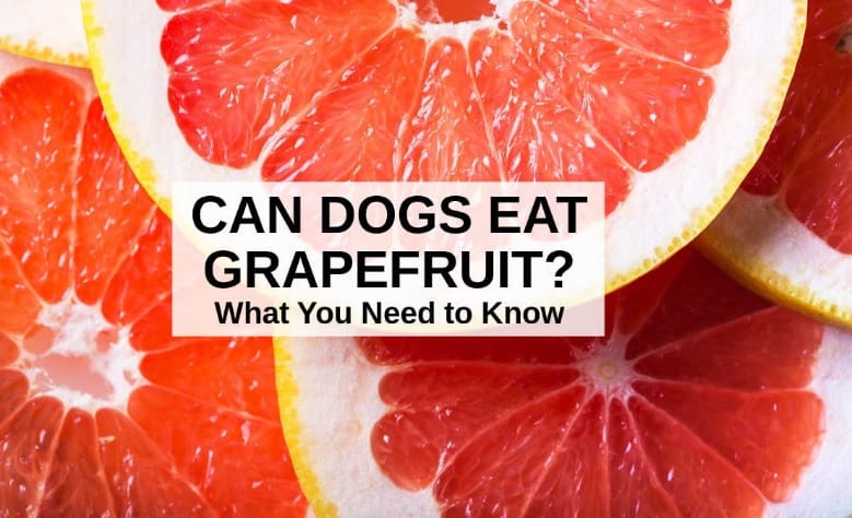 dogs eat grapefruit, grapefruit for dogs , grapefruit benefits for dogs, grapefruit risks for dogs, how to prepare grapefruit for dogs, dogs