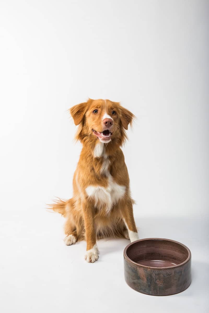 Can Dogs Eat Shrimp? brown and white long coated dog sitting on brown wooden round table