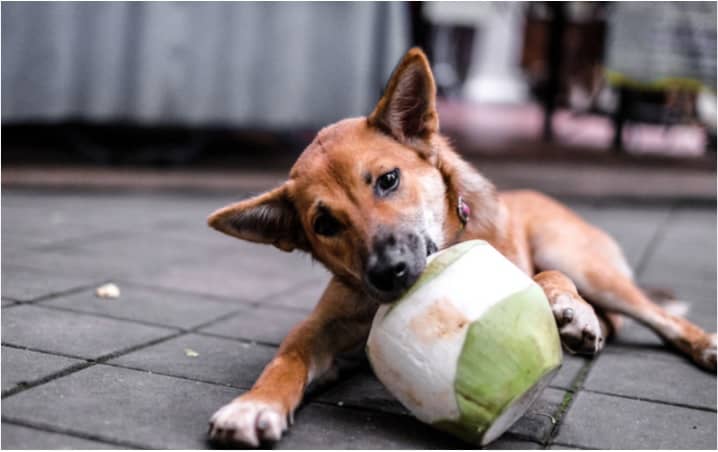 dogs eat coconut, how much coconut can dogs eat, risks of feeding coconut to dogs, coconut alternatives for dogs, dogs