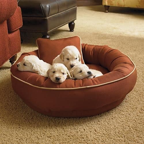 dog couch