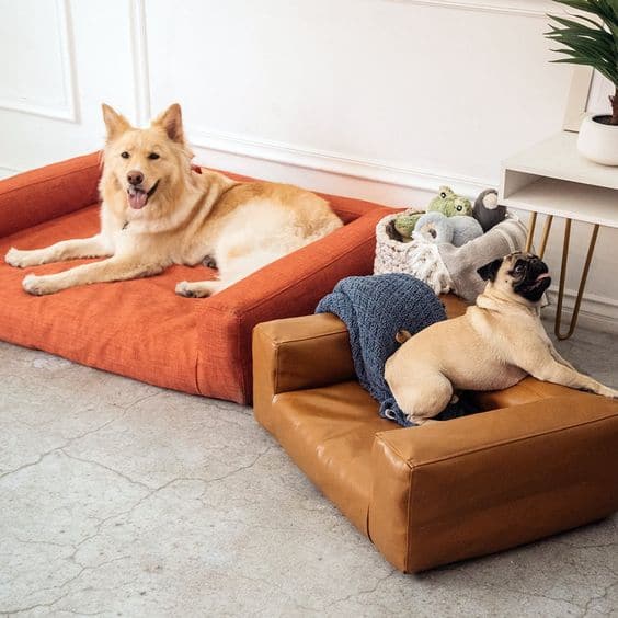 dog couch