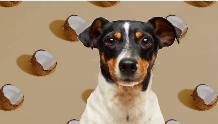 dogs eat coconut, how much coconut can dogs eat, risks of feeding coconut to dogs, coconut alternatives for dogs, dogs