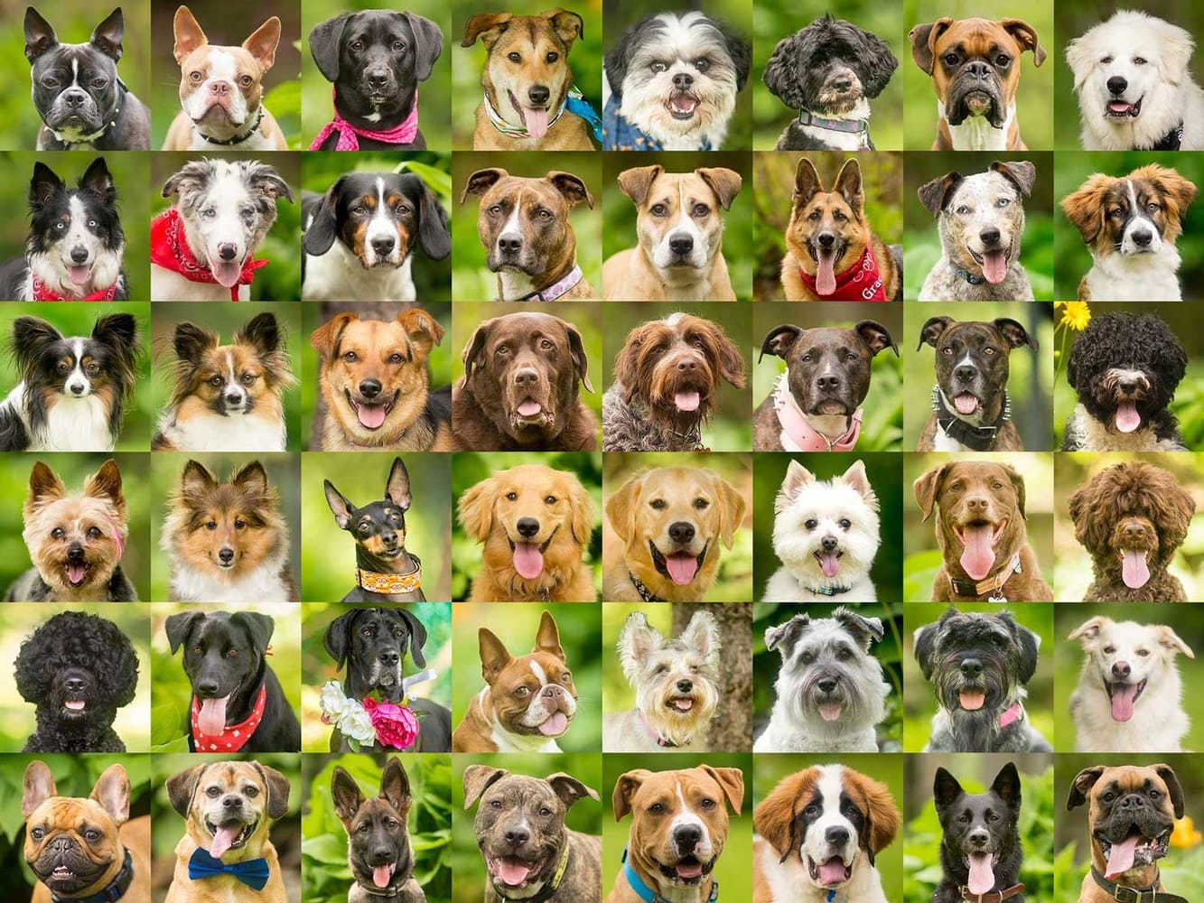 dog faces