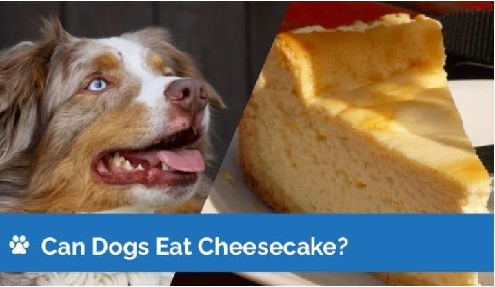 dogs can eat cheesecake , cheesecake , dog diet , 