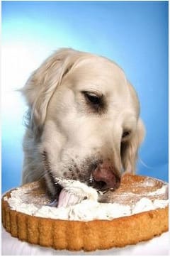 dogs can eat cheesecake , cheesecake , dog diet , safety food for dogs ,