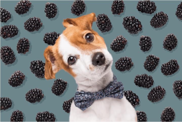 blackberries, dogs , benefits , how many blackberries should i give my dog, how to prepare blackberries for dogs, potential risks of eating blackberries