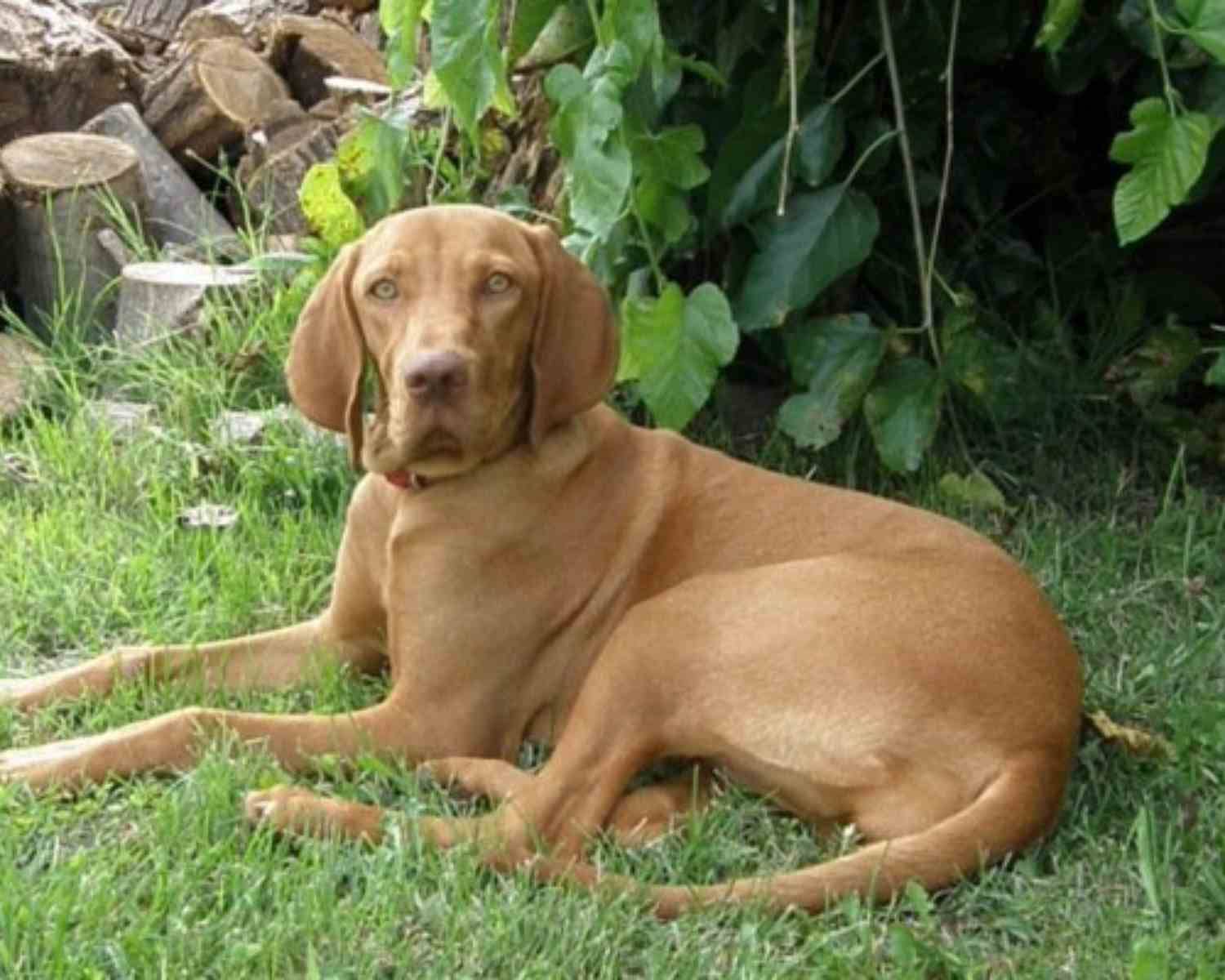 My vizsla best sale is too skinny