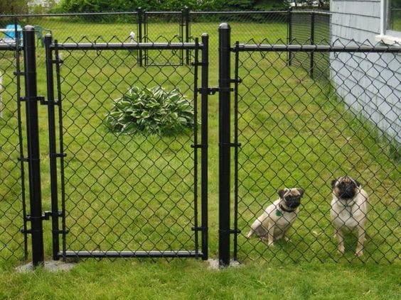best electric dog fence