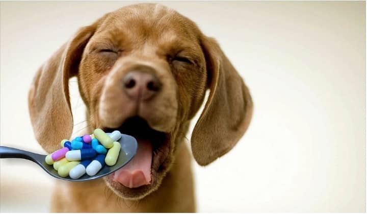 hydroxyzine, dogs, allergies, itching, anxiety, antihistamine, side effects, dosage