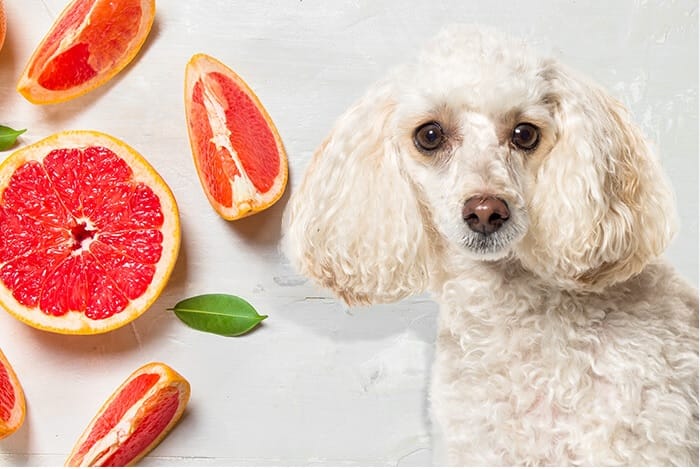 dogs eat grapefruit, grapefruit for dogs , grapefruit benefits for dogs, grapefruit risks for dogs, how to prepare grapefruit for dogs, dogs