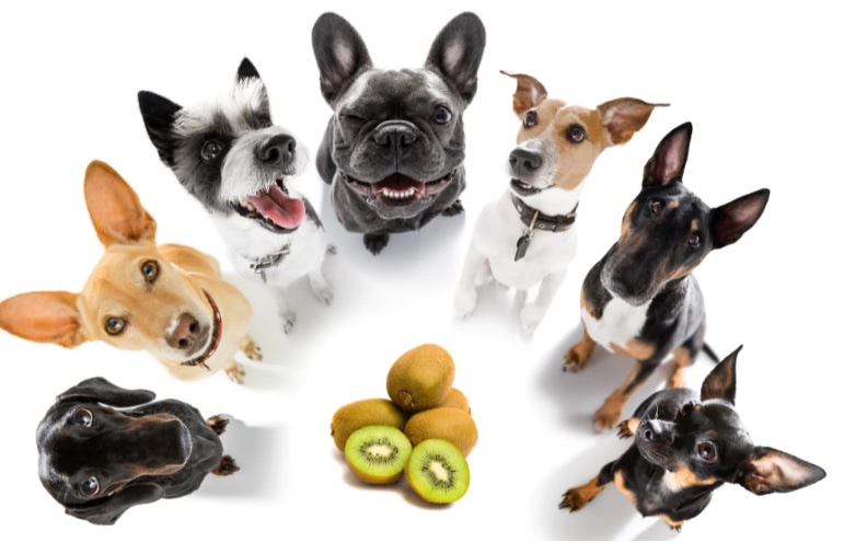 dogs eat kiwi , kiwi for dogs , kiwi benefits for dogs , kiwi risks for dogs , how to feed kiwi to dogs , dogs