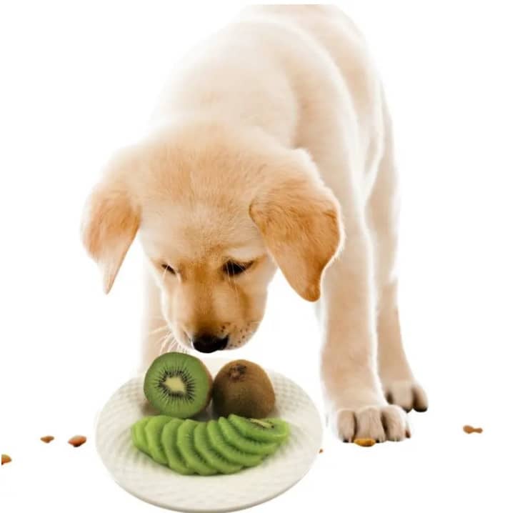 dogs eat kiwi , kiwi for dogs , kiwi benefits for dogs , kiwi risks for dogs , how to feed kiwi to dogs , dogs