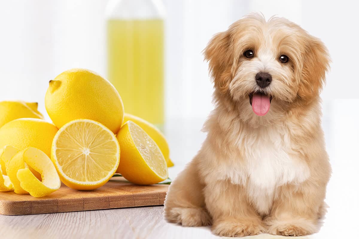 Is lemon juice bad for dogs sale