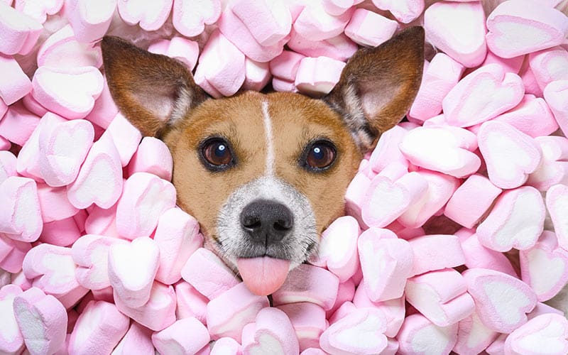 Dog ate bag of clearance marshmallows