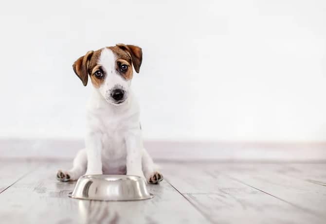 dogs can eat cheesecake , cheesecake , dog diet ,safe food for dogs 