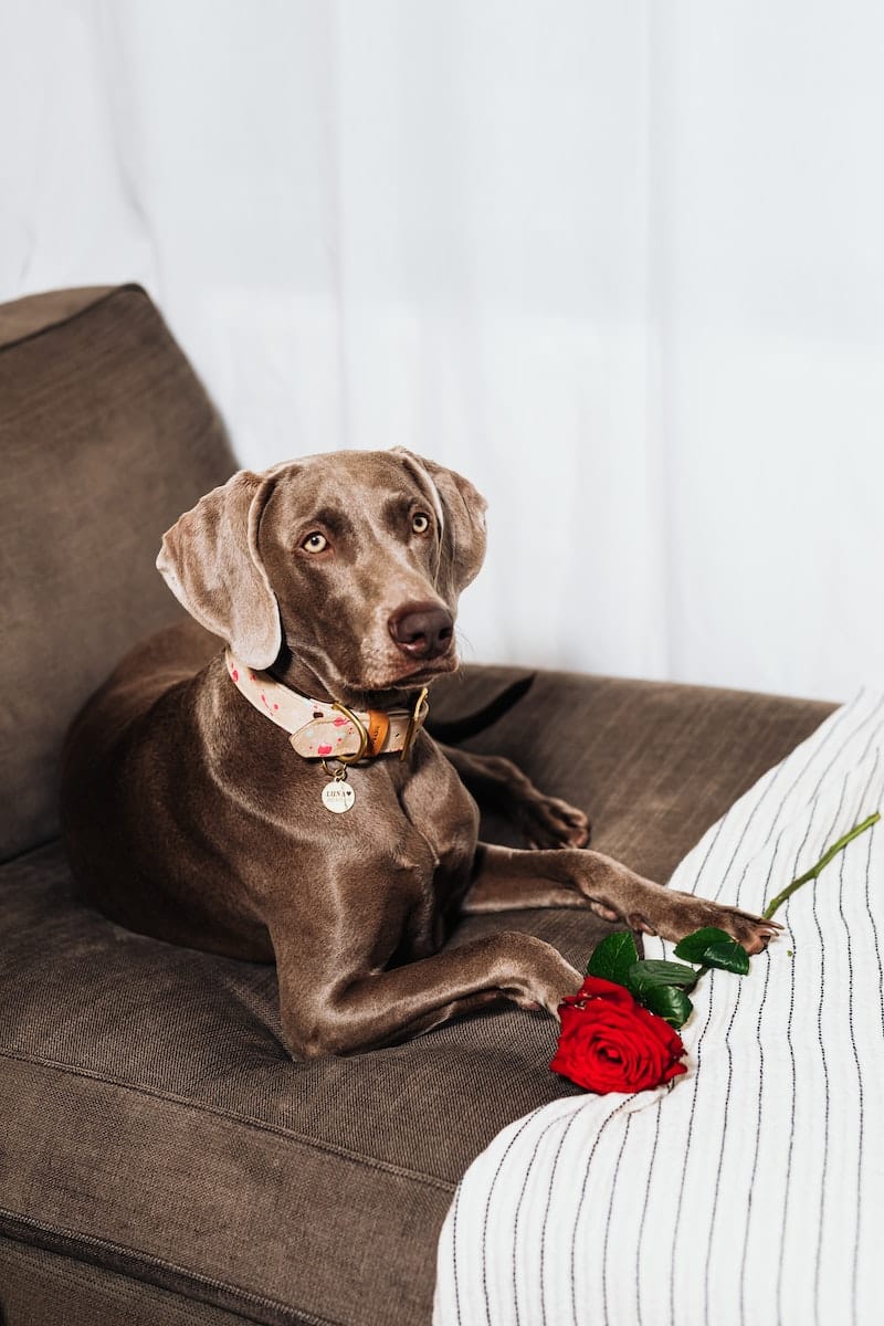 Weimaraner Doberman Lying on Couch Beside a Red Rose