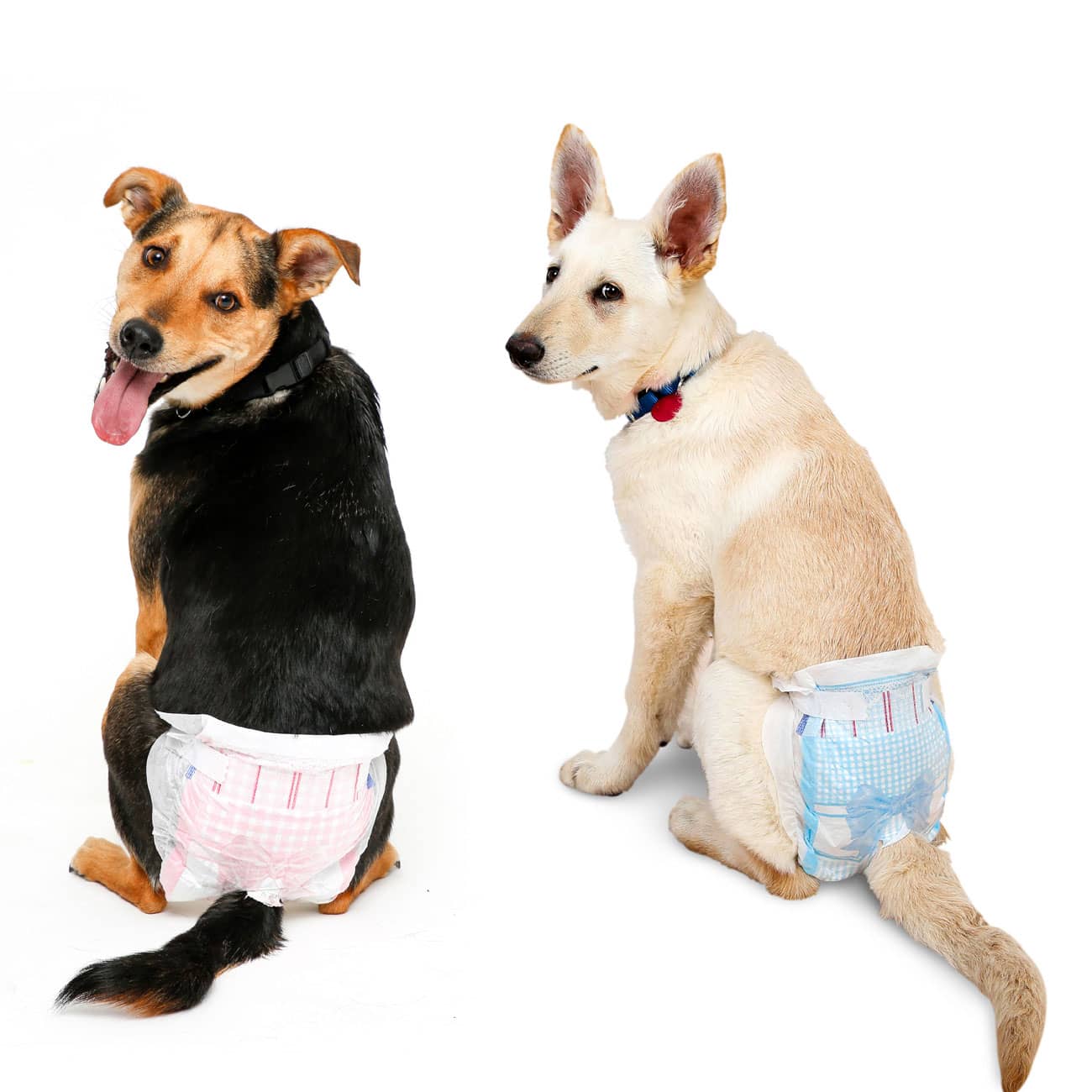 dog diapers