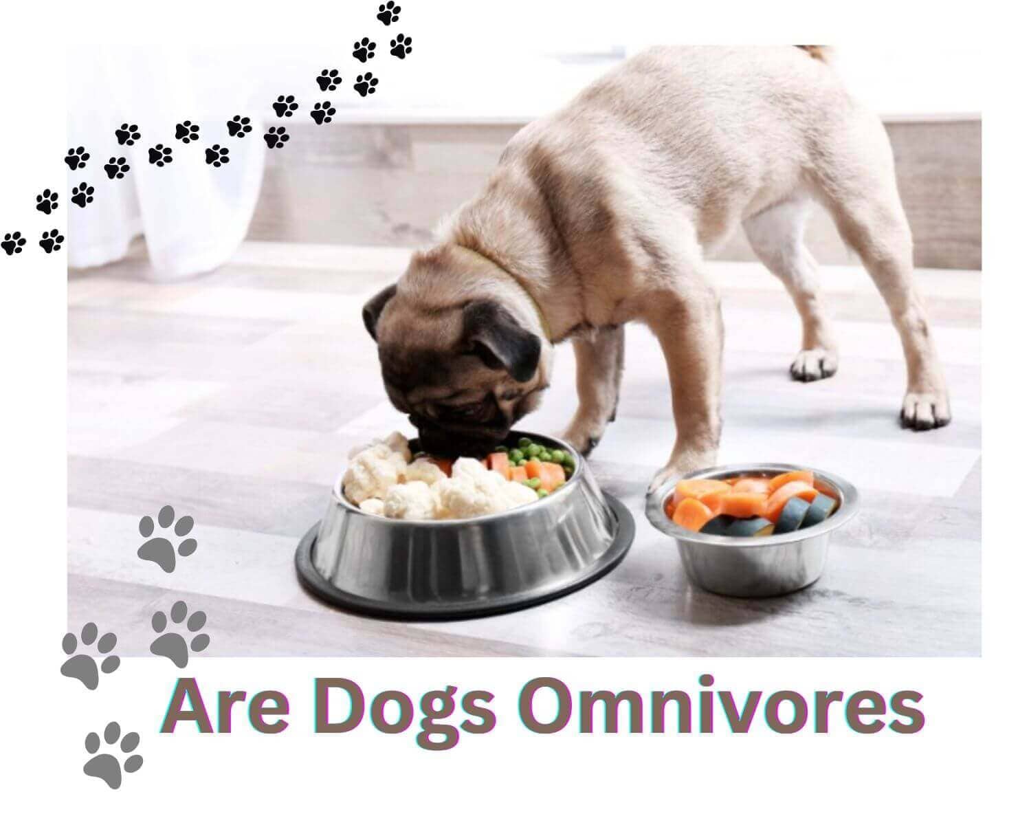 Are Dogs Omnivores?Unleashing Truth The Power Of Their Diet