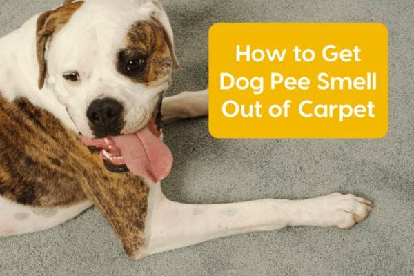 Best 5 Tips On How To Get Dog Pee Out Of Carpet