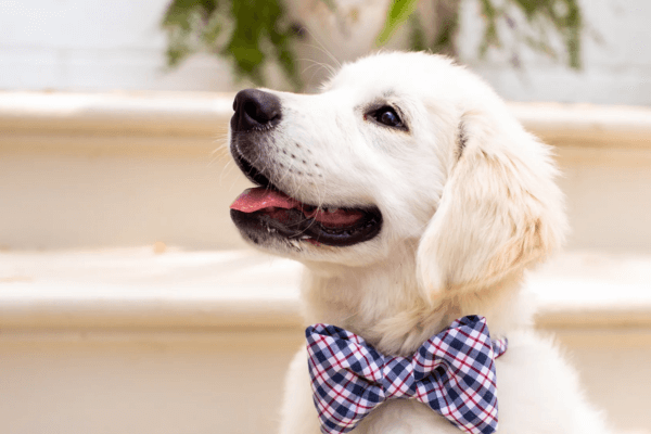 Bow Tie Dog Collar 
