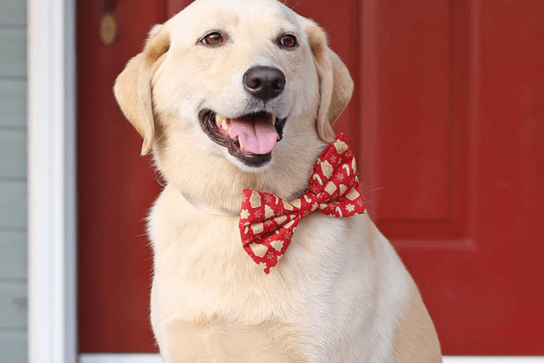 Bow Tie Dog Collar 