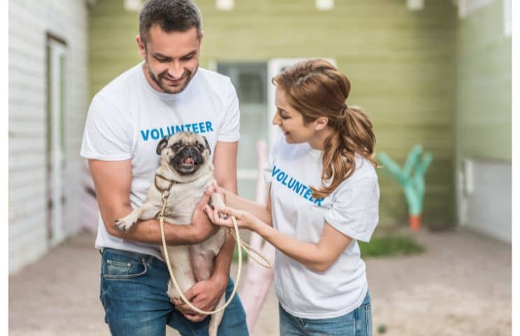 Dedicated Staff and Volunteers in Animal Shelter