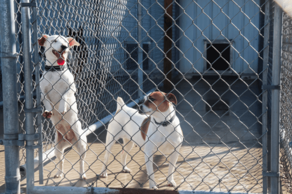 Dogs For Adoption Ottawa 